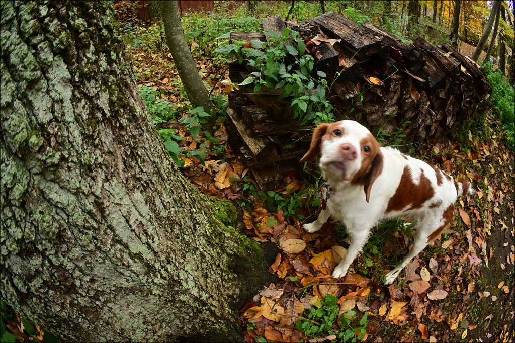 Copper at the Tree