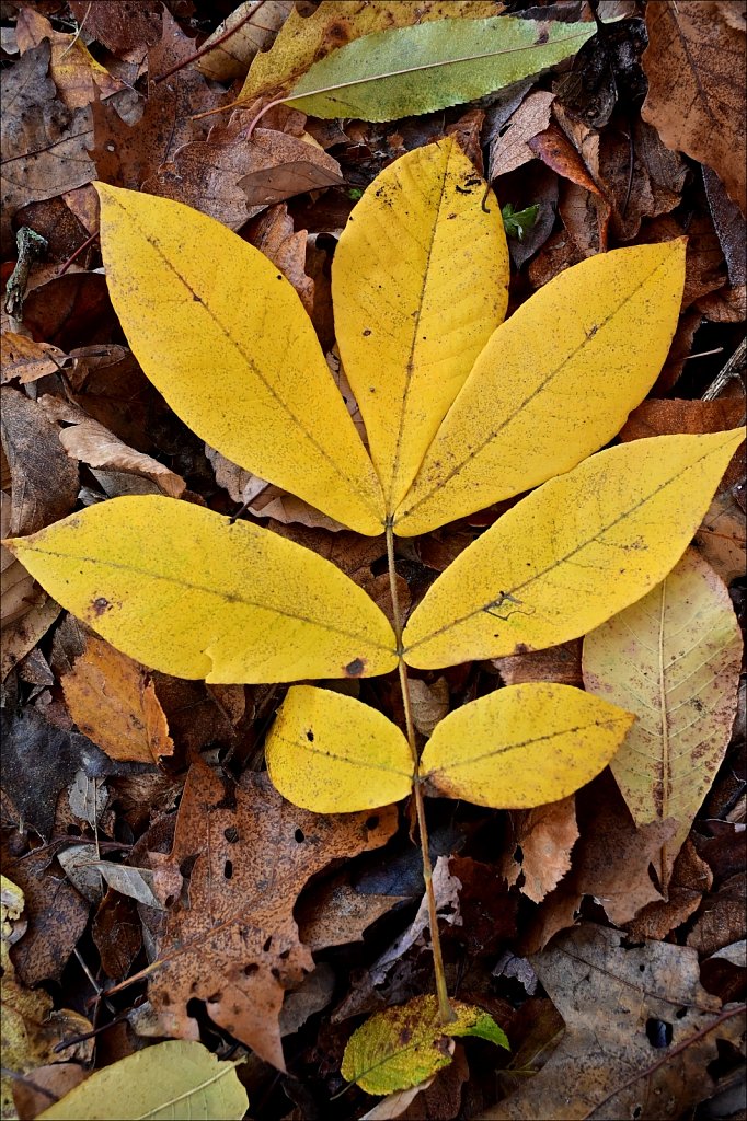Autumn 2020