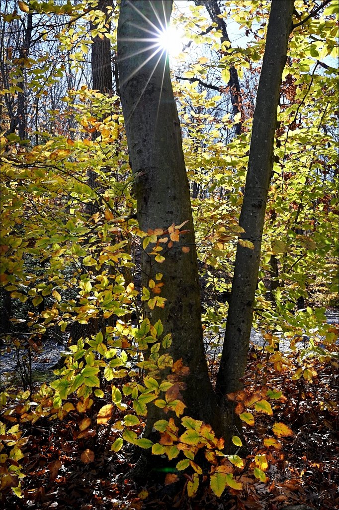 Hedden Park