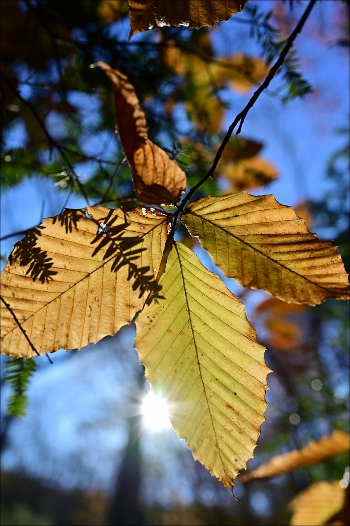 Hedden Park