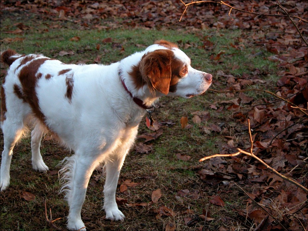 Sir Copper of Camelot