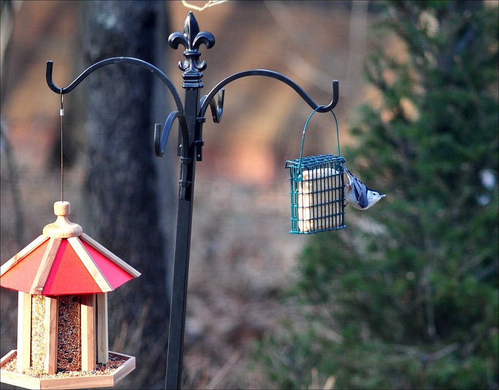 White -Breasted Nuthatch