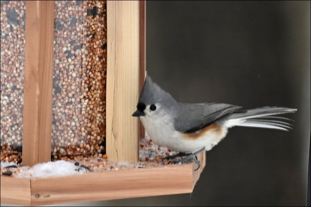 Tufted Titmouse