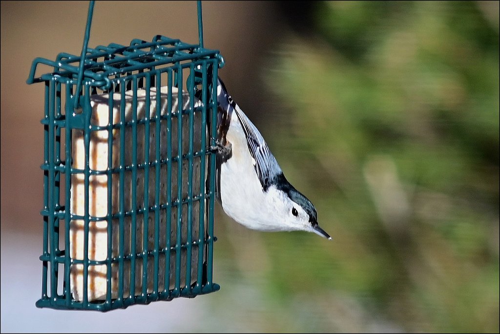 White-breasted Nuthatch