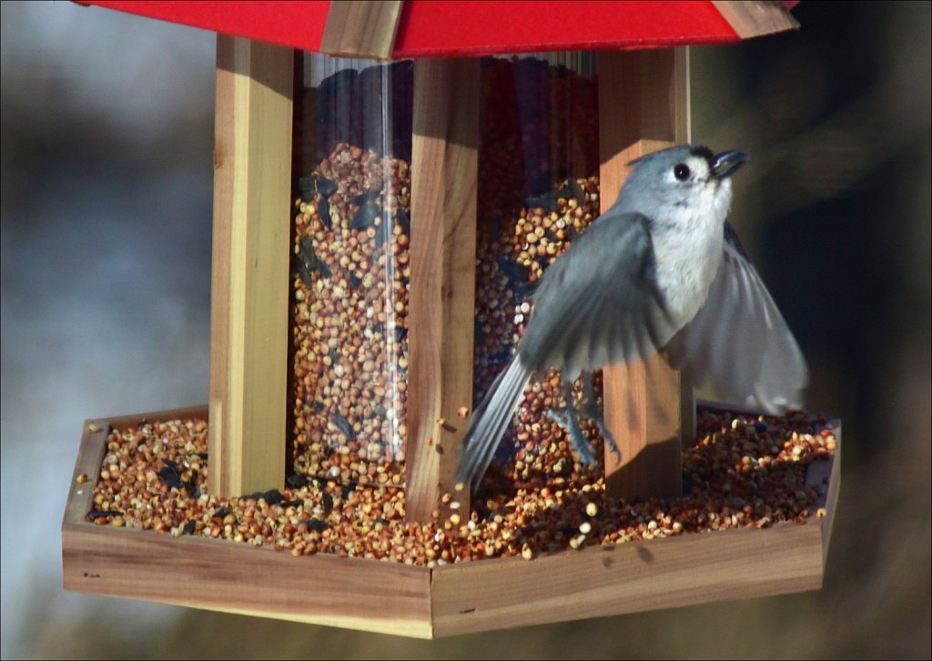 Tufted Titmouse