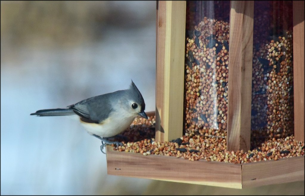 Tufted Titmouse