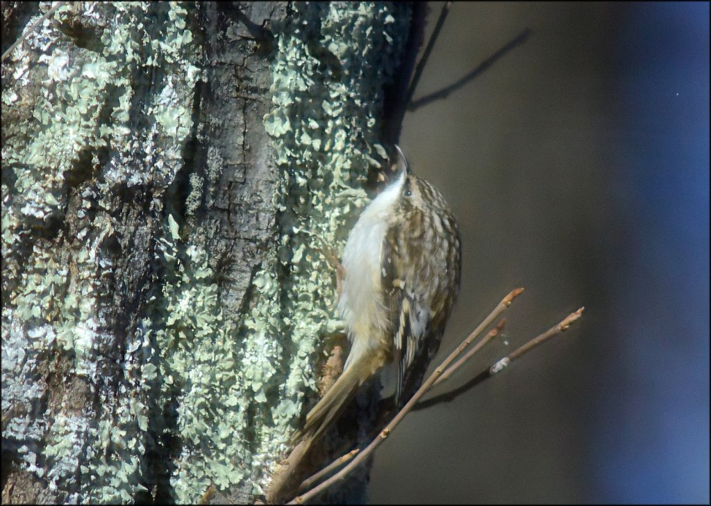 Brown Creeper