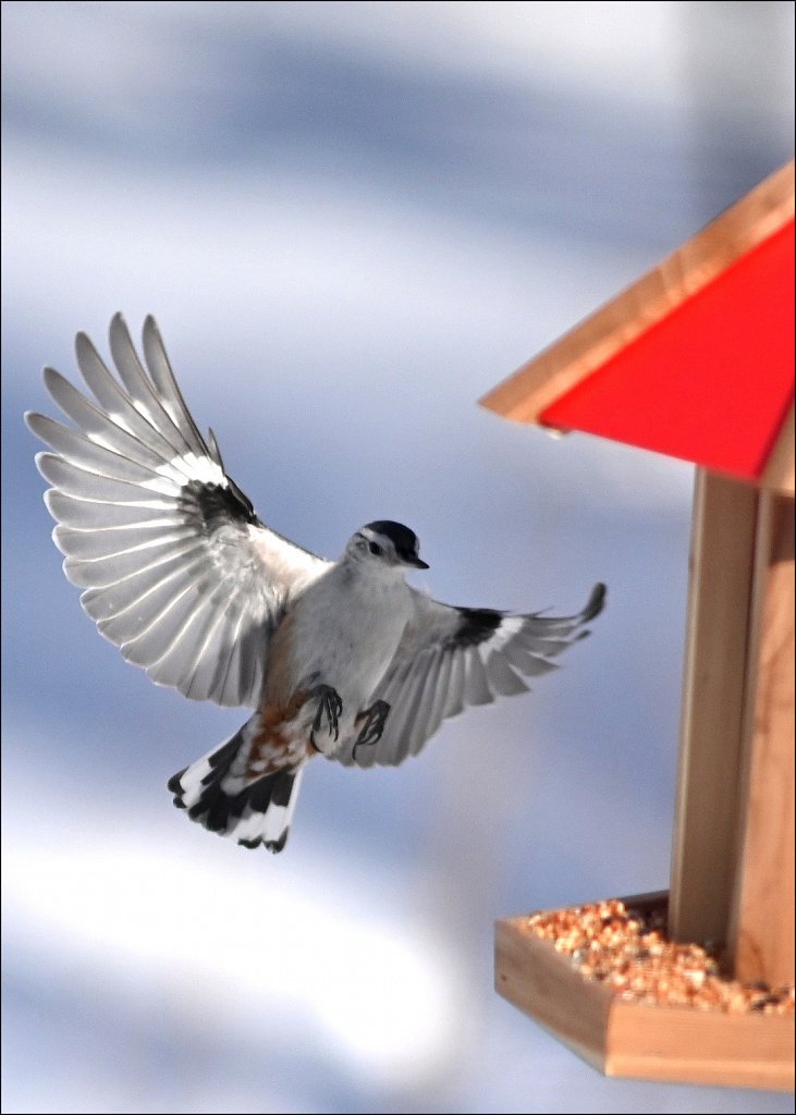 White-breasted Nuthatch