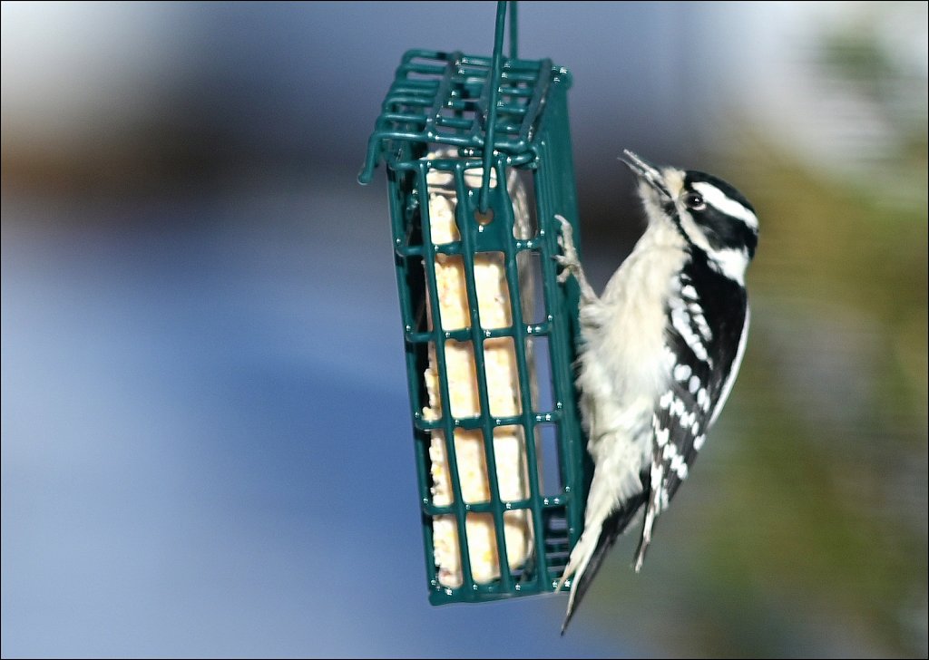 Downy Woodpecker (Female)