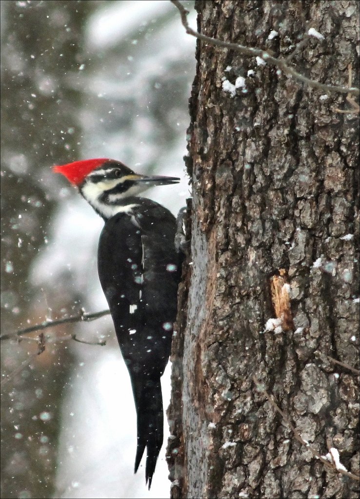 Pileated Woodpecker (Female) 