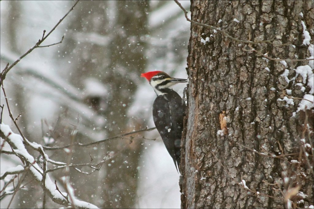 Pileated Woodpecker (Female) 