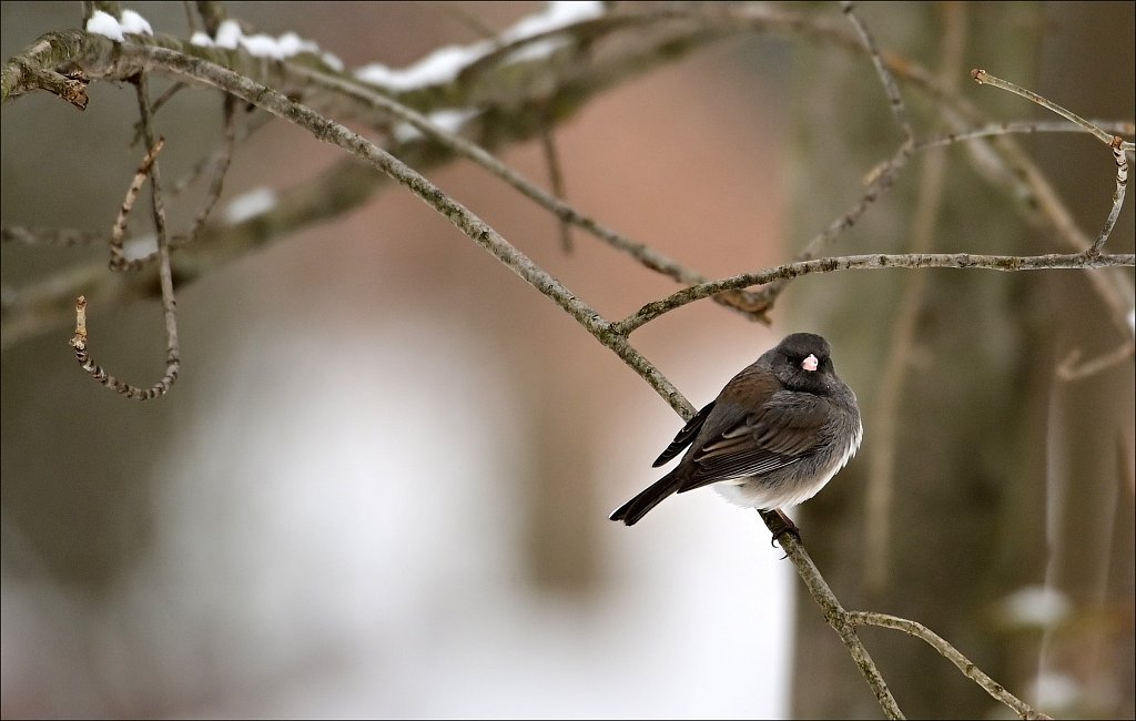 Dark Eyed Junco