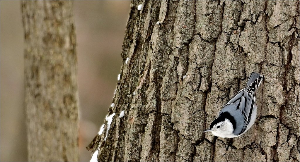 White-breasted Nuthatch 