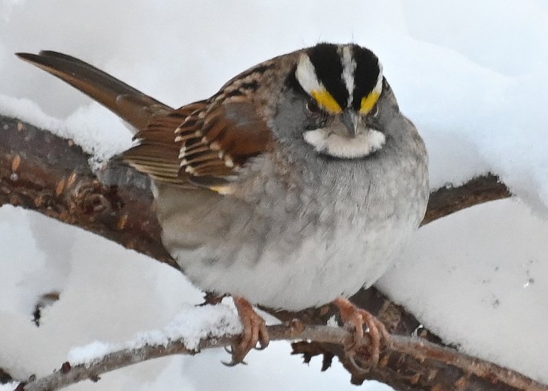 white-throated-sparrow-photos-by-gigli