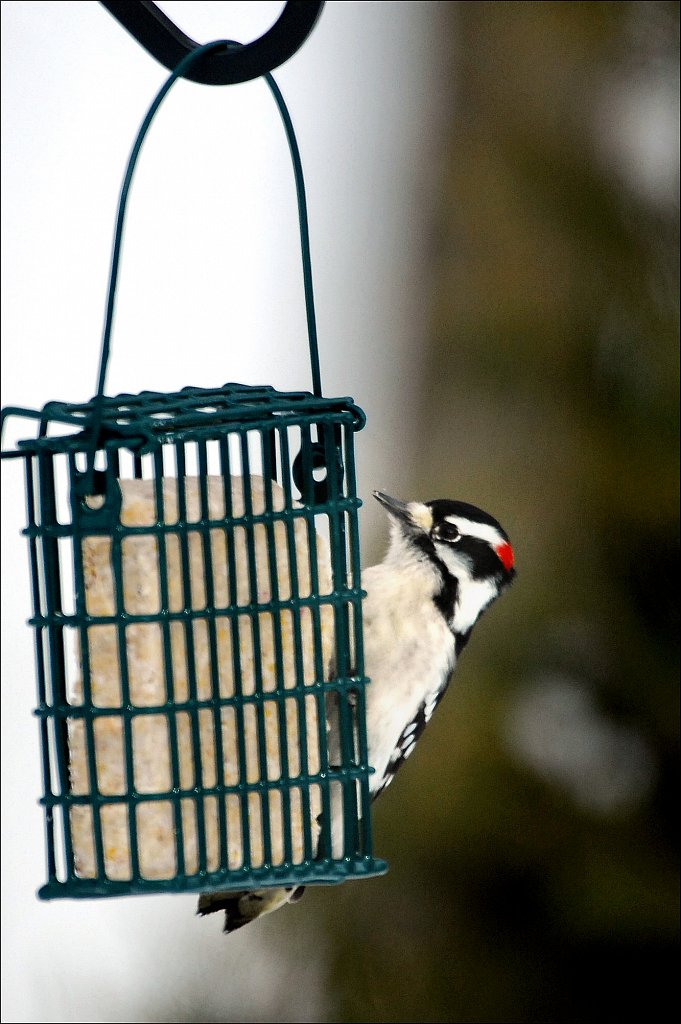 Downy Woodpecker (Male)