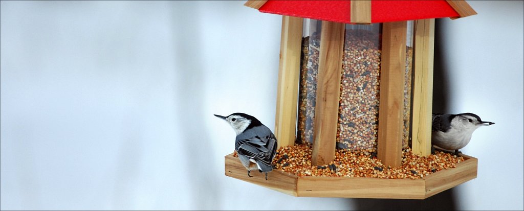 White-breasted Nuthatch