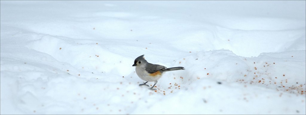 Tufted Titmouse