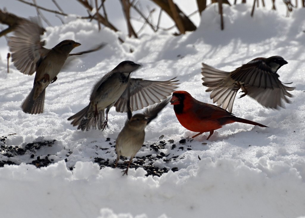 Cardinal Vs Sparow