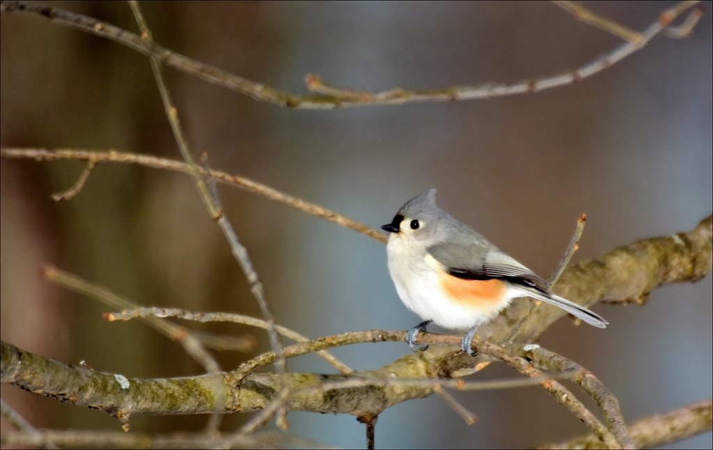 Tufted Titmouse