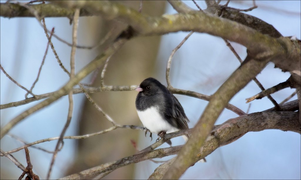 Darkeyed Junco