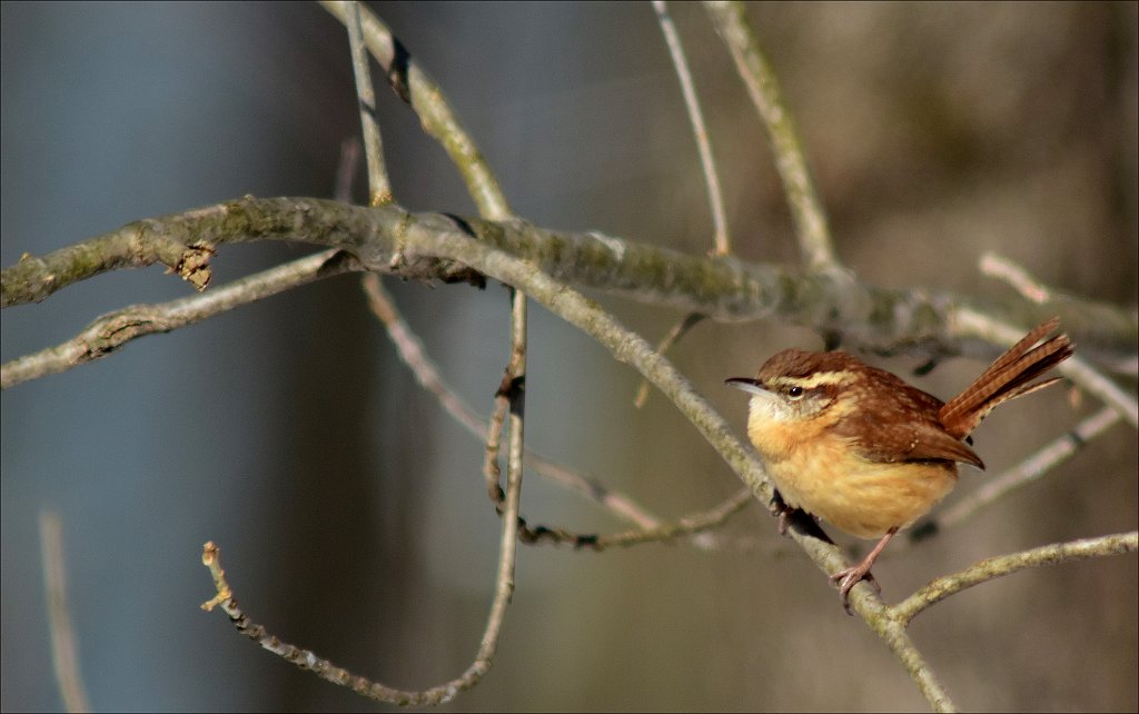 Carolina Wren