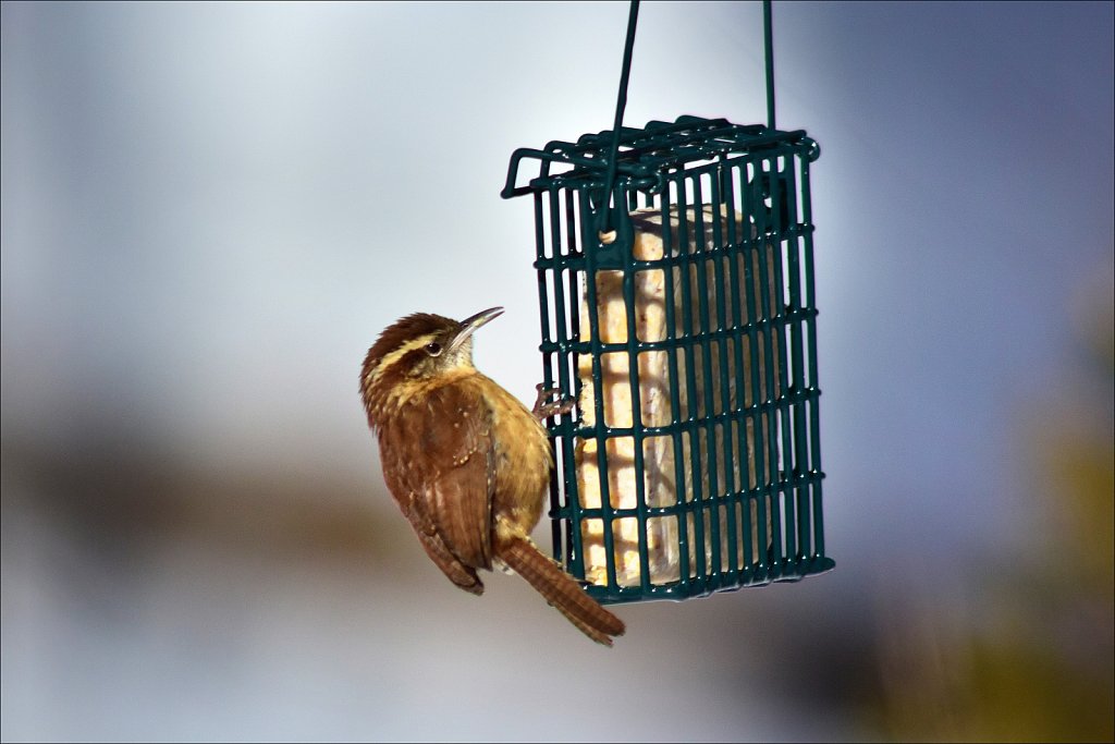 Carolina Wren