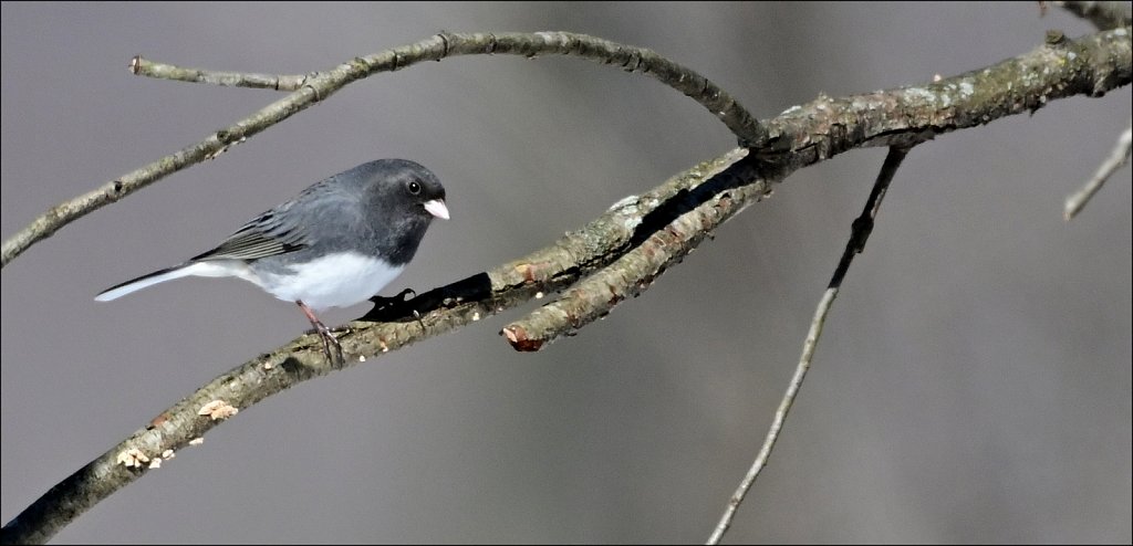 Dark Eyed Junco 