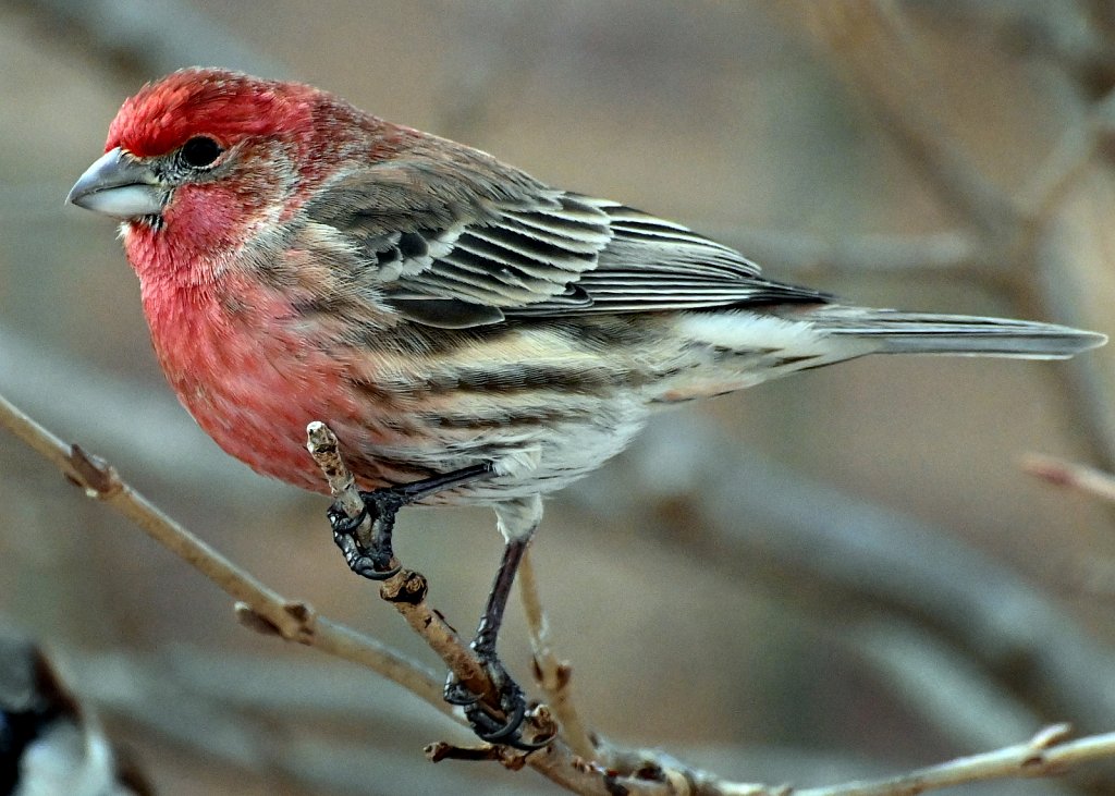 House Finch