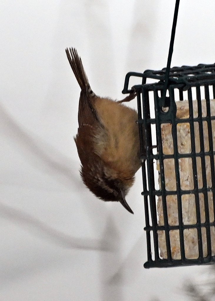 Carolina Wren