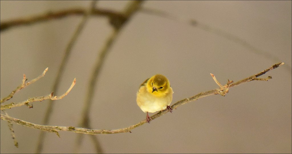 American Goldfinch (winter color)