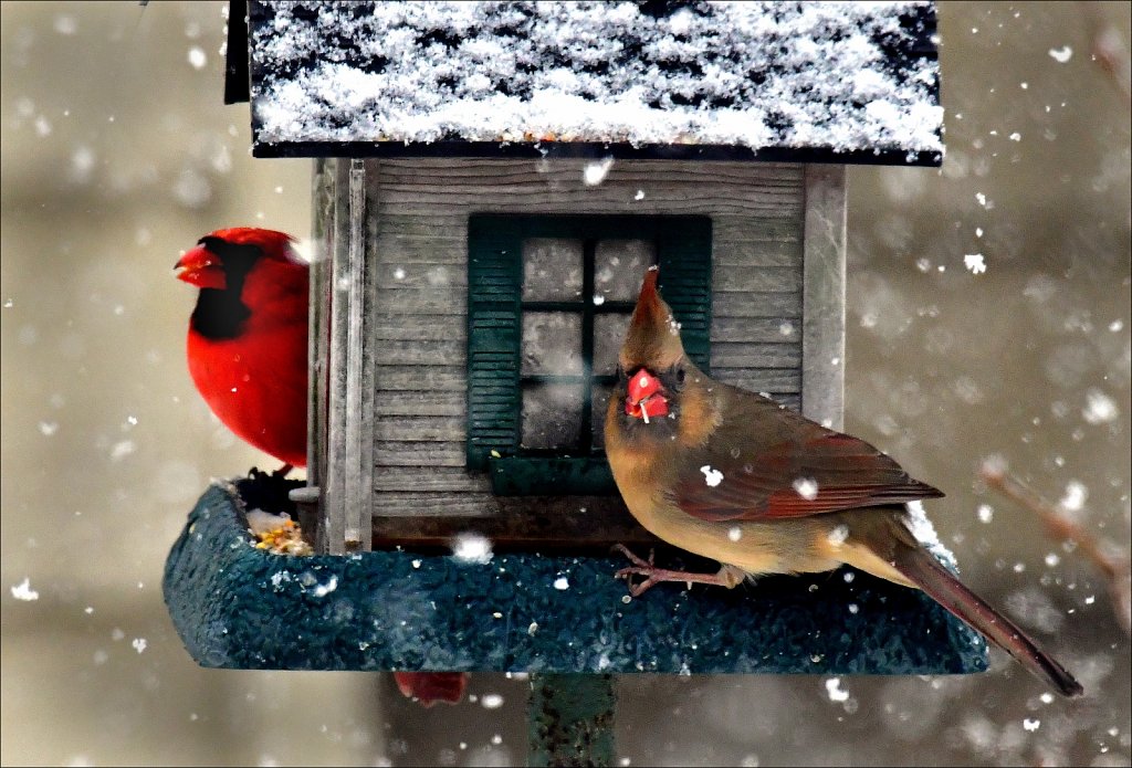 Northern Cardinals