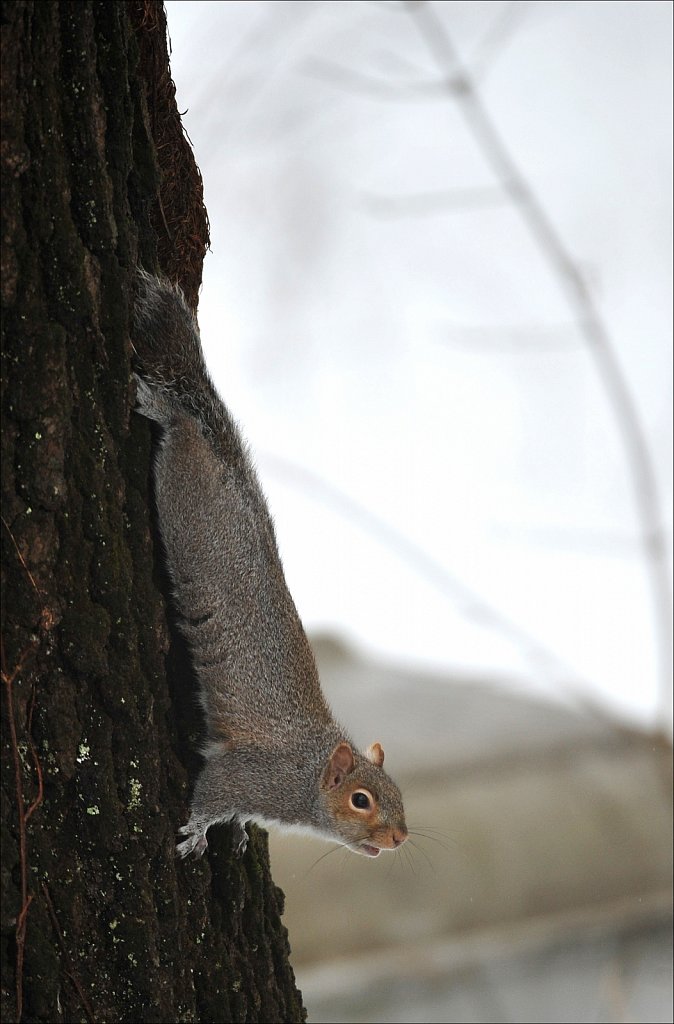 Squirrel