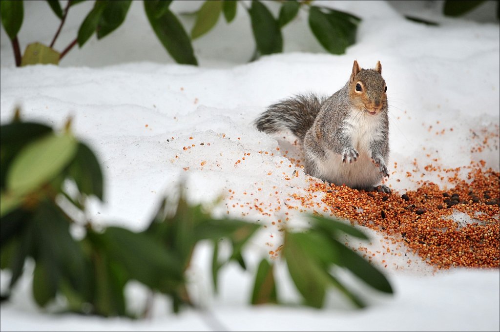 Squirrel