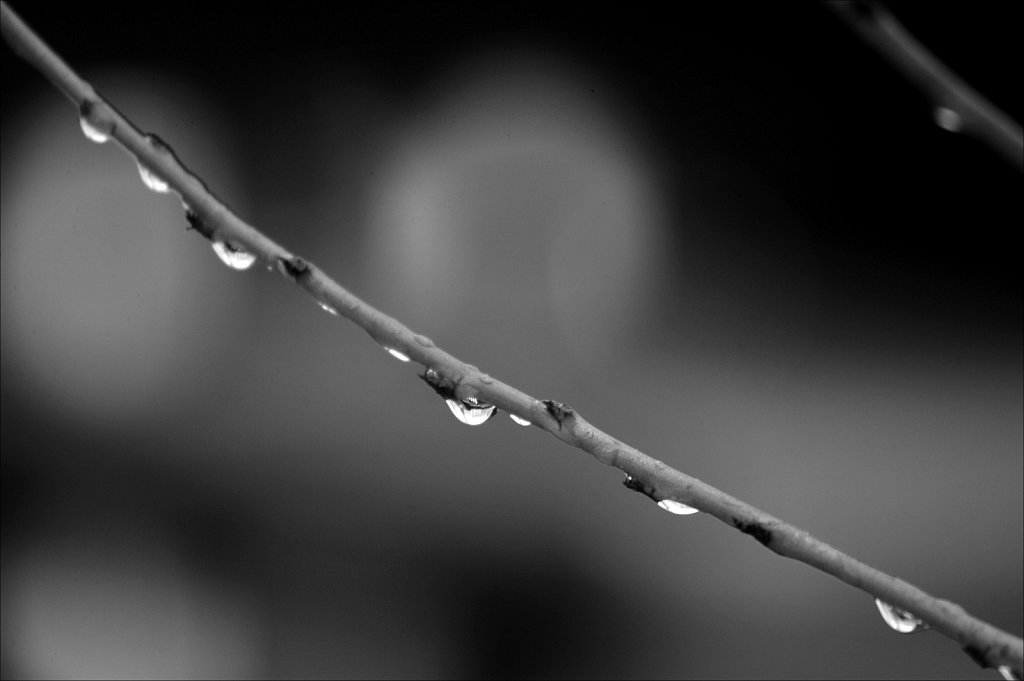 Peach Branch