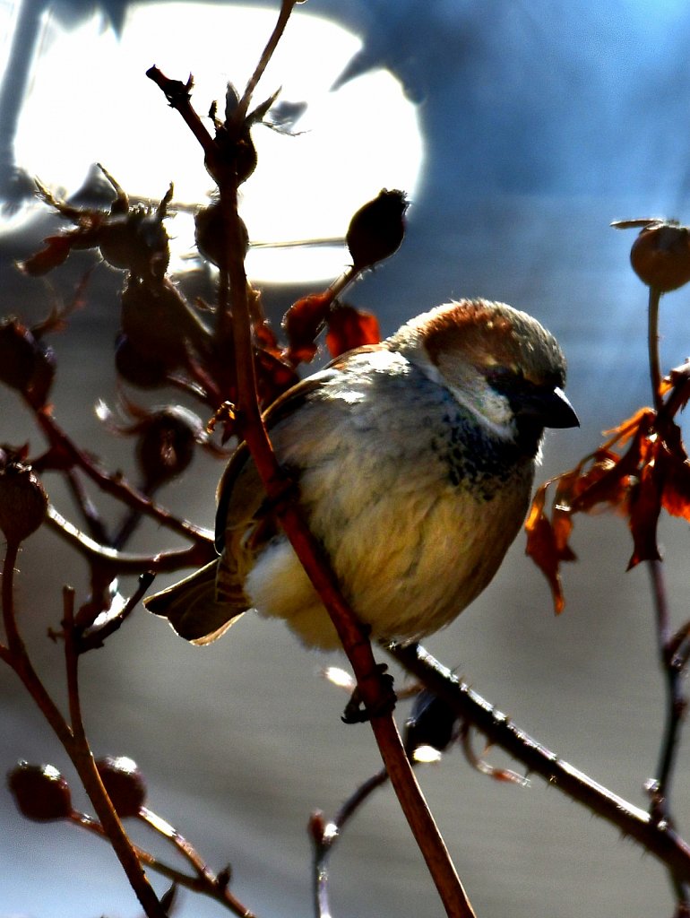 House Sparrow