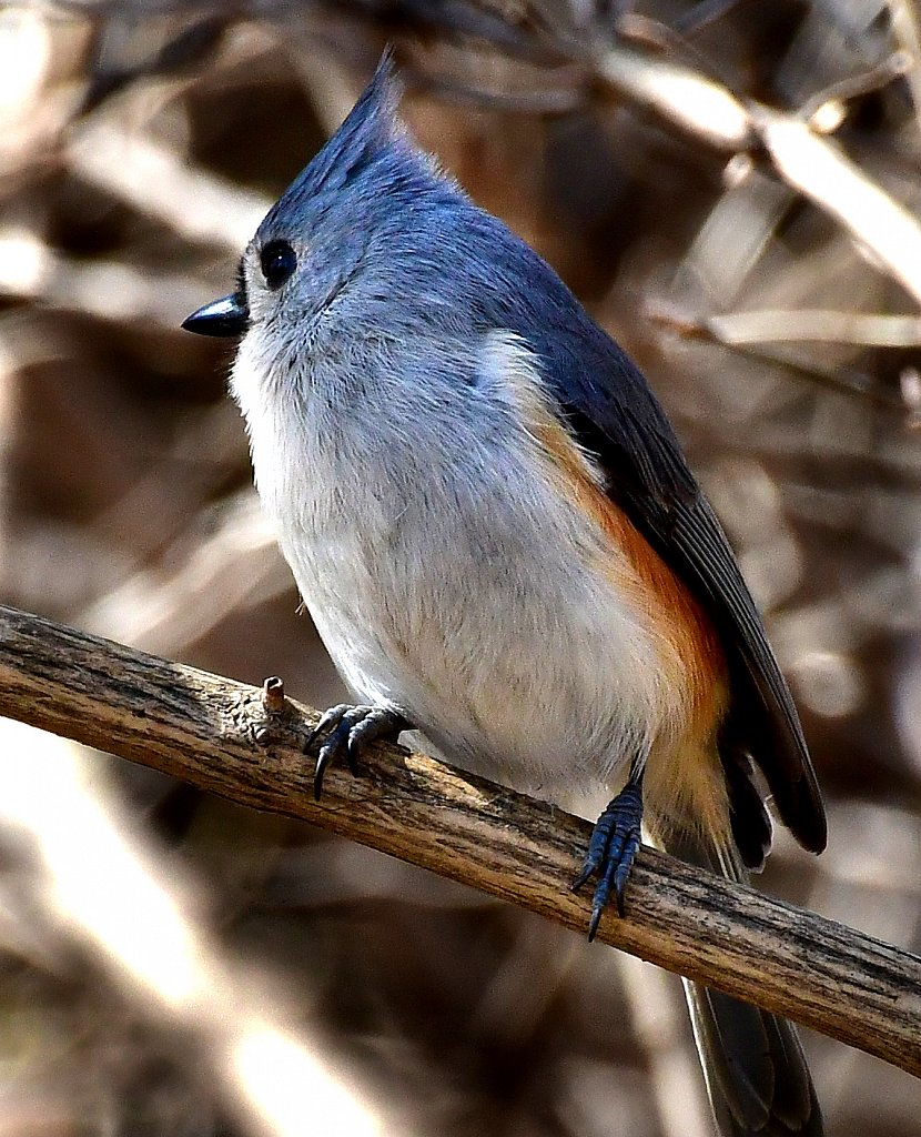 Tuffted Titmouse