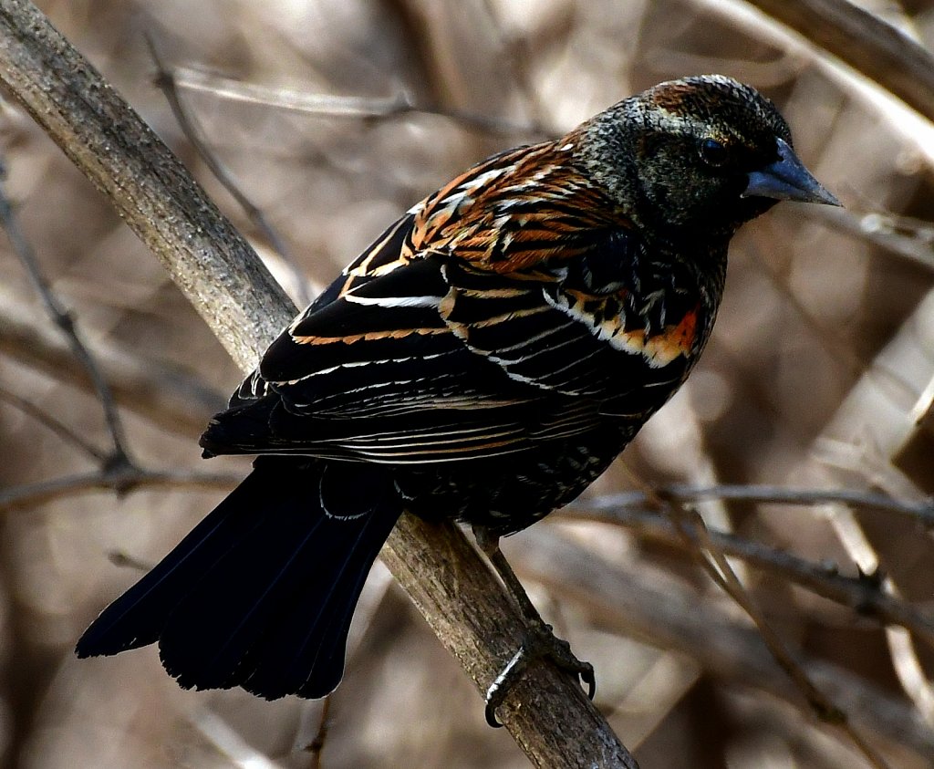 Redwing Blackbird (Female)