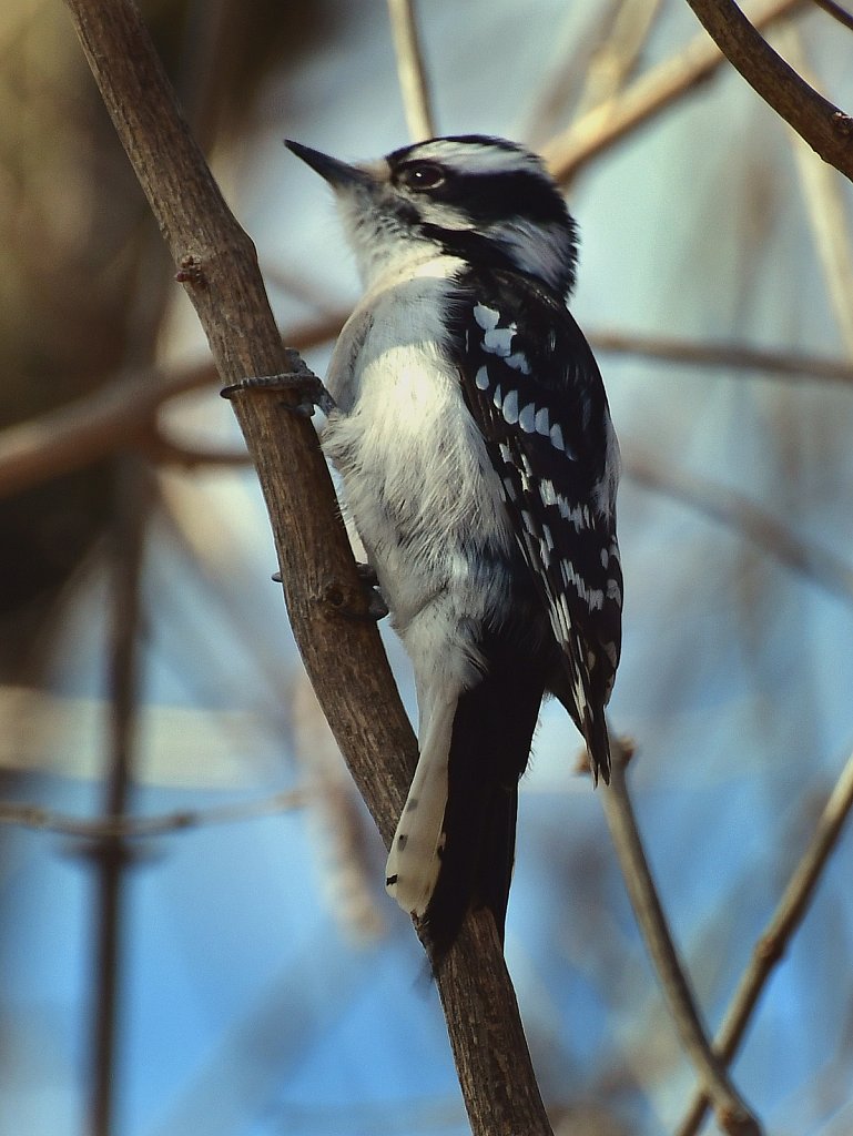 Downy Woodpecker (Female)