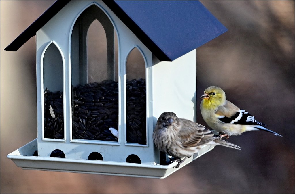 American Goldfinch