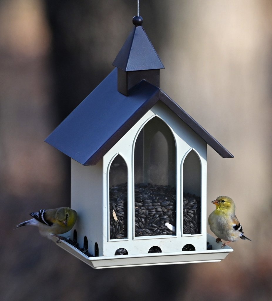 American Goldfinch