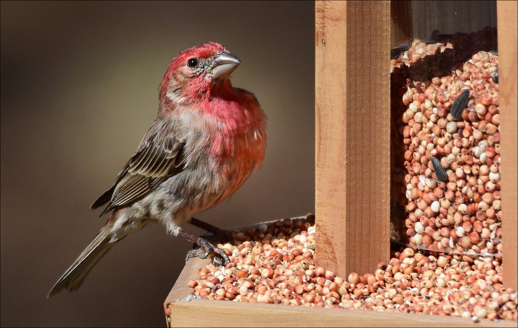House Finch