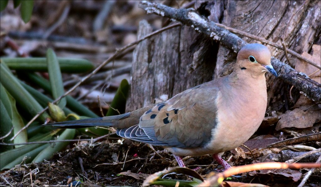 Mourning Dove