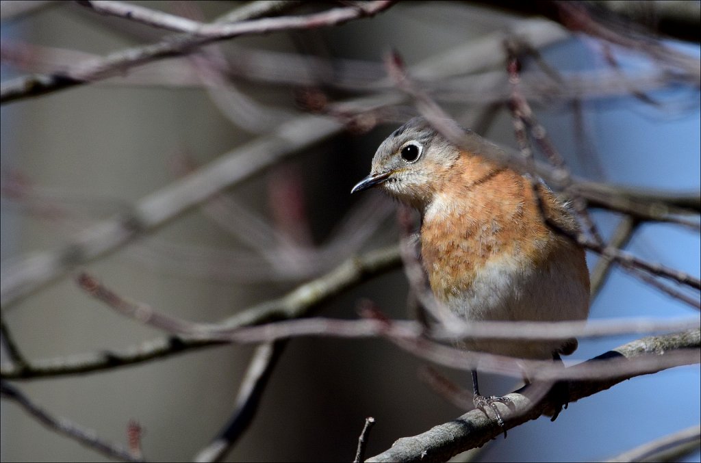 Eastern Bluebird (Female)