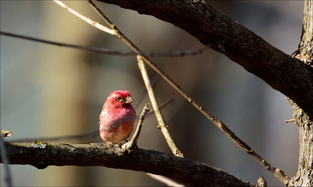 House Finch