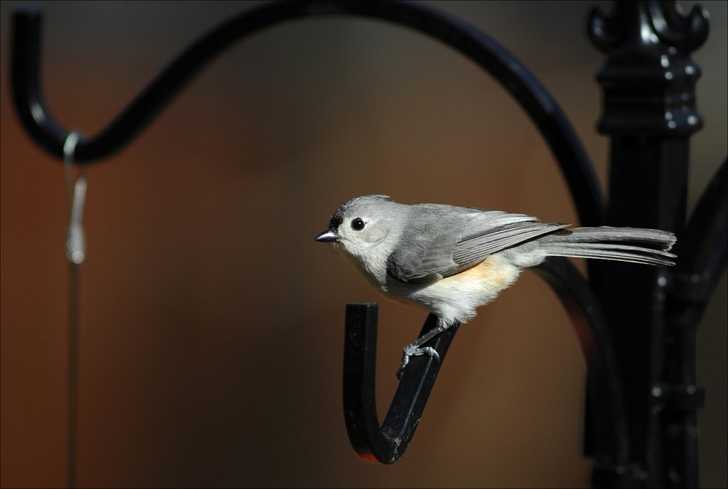 Tufted Titmouse