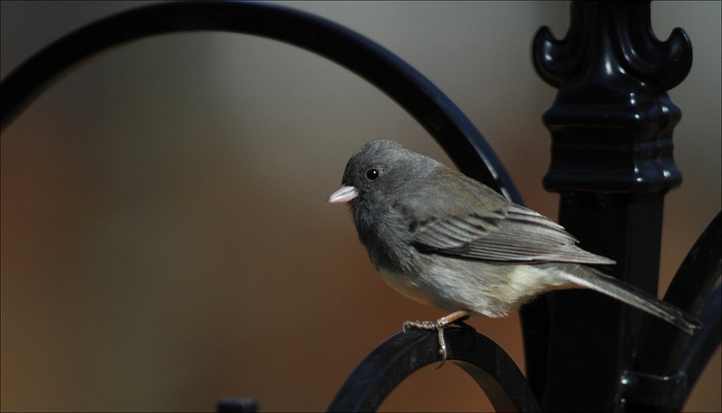 Dark Eyed Junco