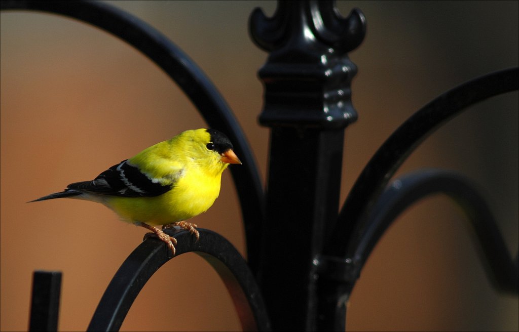 American Goldfinch