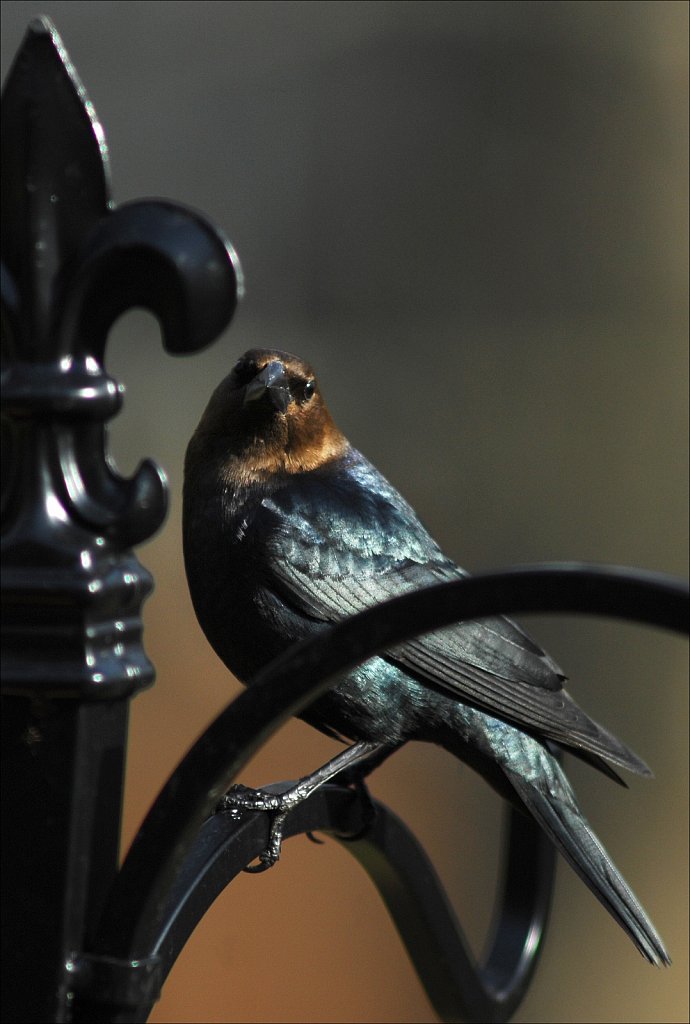 Brown Headed Cowbird