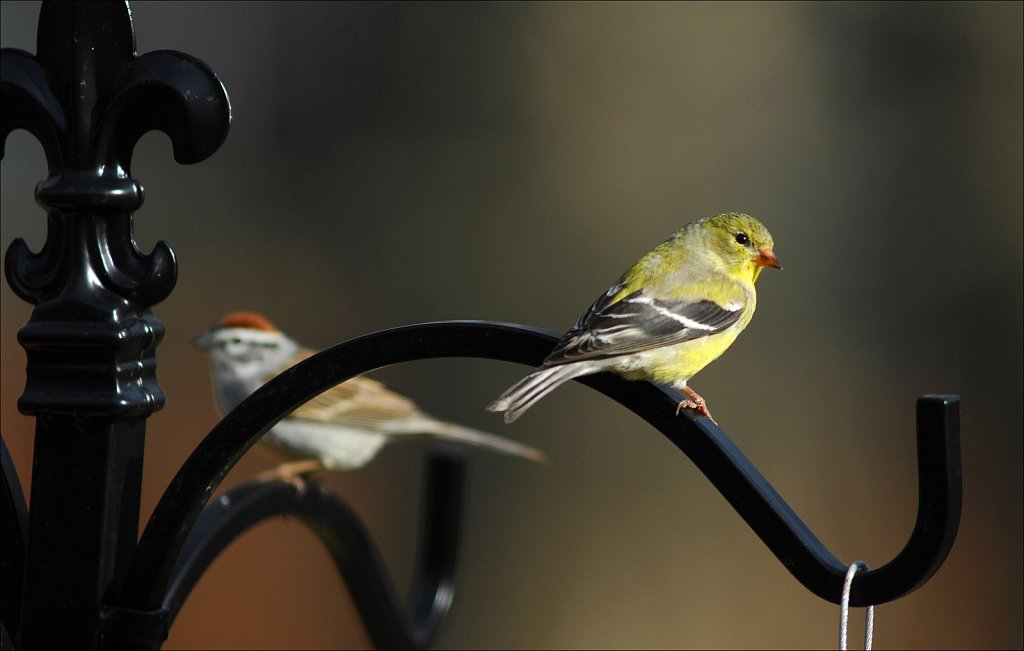 American Goldfinch