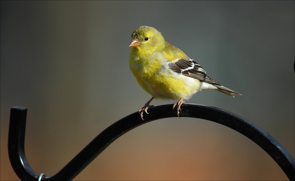 American Goldfinch